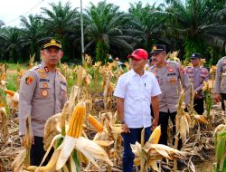 Kapolres Lamandau Cek Lokasi Persiapan Panen Raya Jagung di PT. SHS