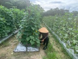 Satbinmas Polres Lamandau Ajak Warga memanfaatkan, Dukung Program Ketahanan Pangan
