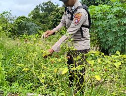 Mendukung Ketahanan Pangan, Personil Polsek sanaman mantikei Cek Lokasi Pemanfaatan Pekarangan Warga.