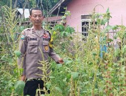 Mendukung Ketahanan Pangan, Personil Polsek Katingan Hulu dan Bukit Raya Cek Lokasi Pemanfaatan Pekarangan Warga.