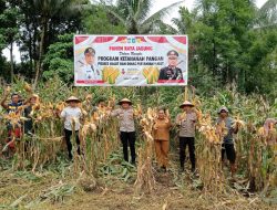 **Polres Halmahera Utara Sukses Gelar Panen Raya Jagung Dukung Ketahanan Pangan Nasional**