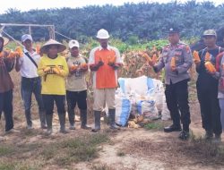 Bhabinkamtibmas Bersama Karyawan Perusahaan Panen Jagung bersama di PT. MKN