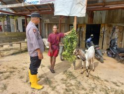 Dukung Ketahanan Pangan, Bhabinkamtibmas Sambangi Peternak Kambing